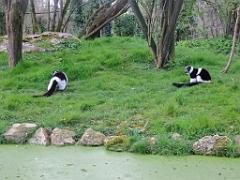 149 BIO PARC DE DOUE LA FONTAINE 7- 2016_000012